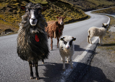 Nysgerrige får og lam på vejen på kør-selv ferie, bilferie og grupperejser med FÆRØERNEREJSER