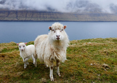 Får og lam ved fjorden på kør-selv ferie, bilferie og grupperejser med FÆRØERNEREJSER