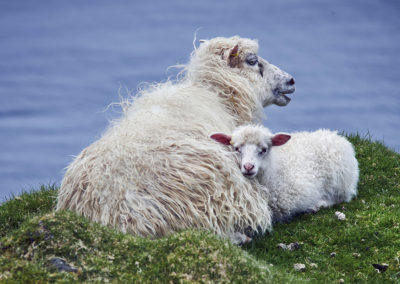 Trygt og godt hos mor på kør-selv ferie, bilferie og grupperejser med FÆRØERNEREJSER