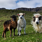 Kør-selv ferie på Færøerne - mød de søde lam